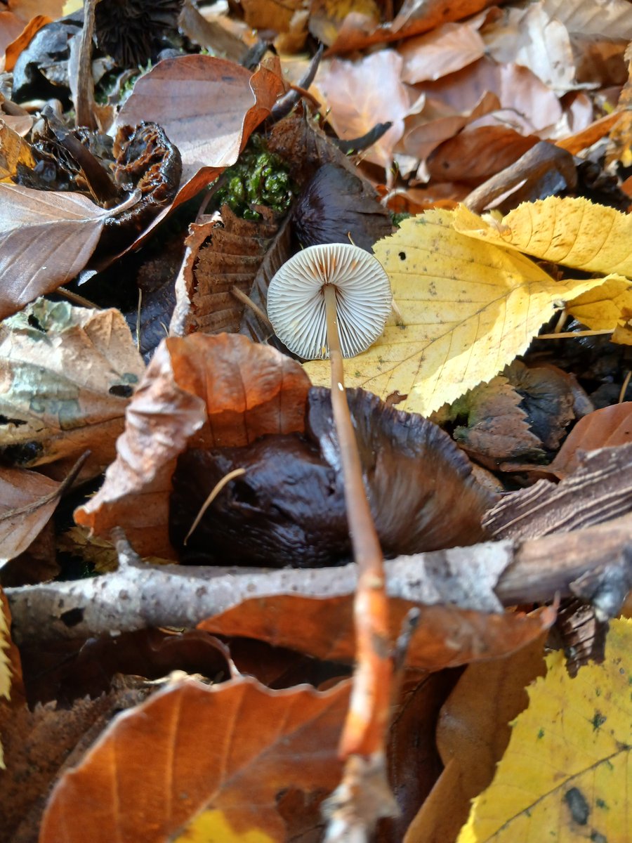 Matahari07 tweet media