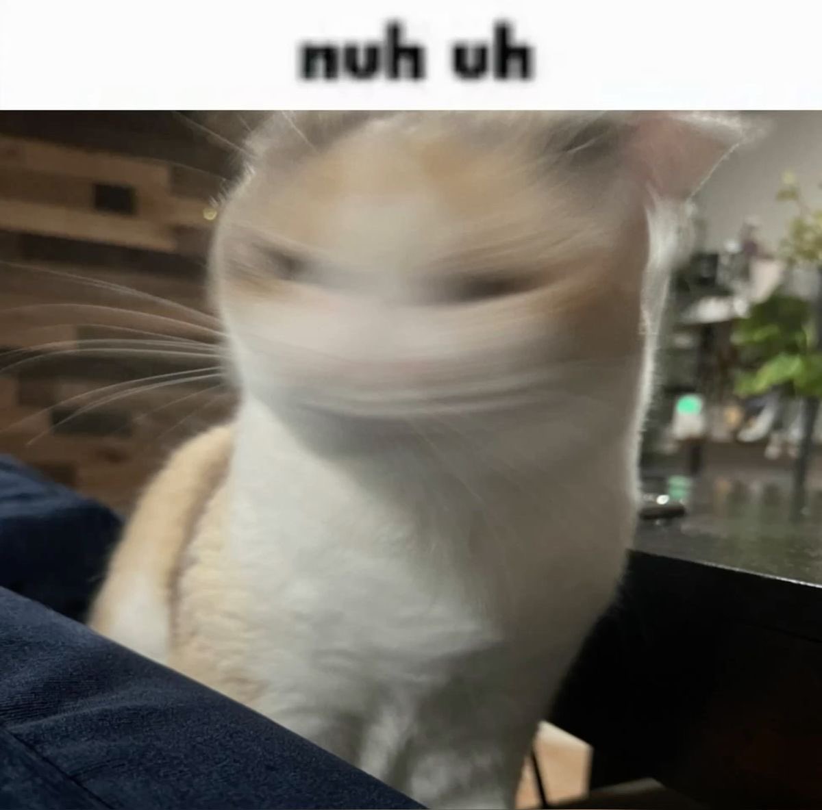 Just Rocs tweet media