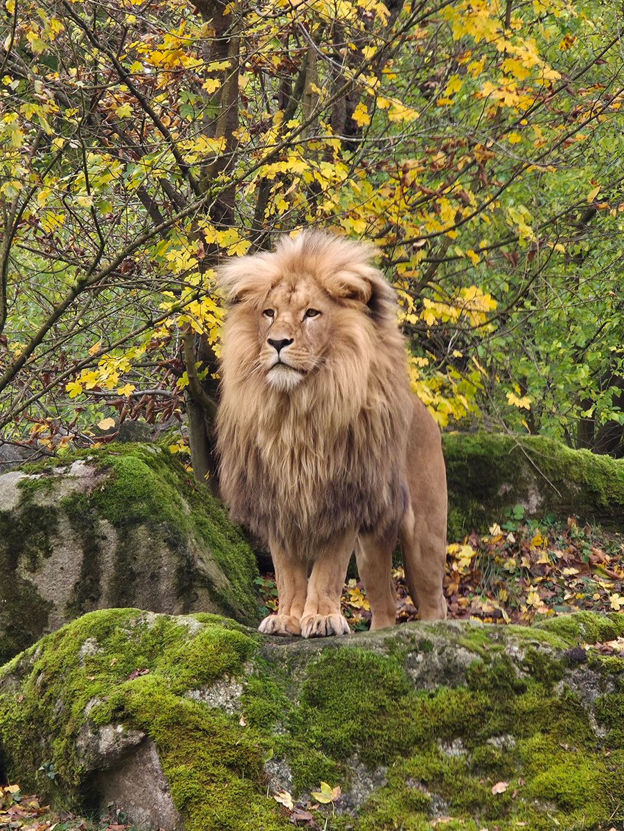 Rajinder Singh tweet media