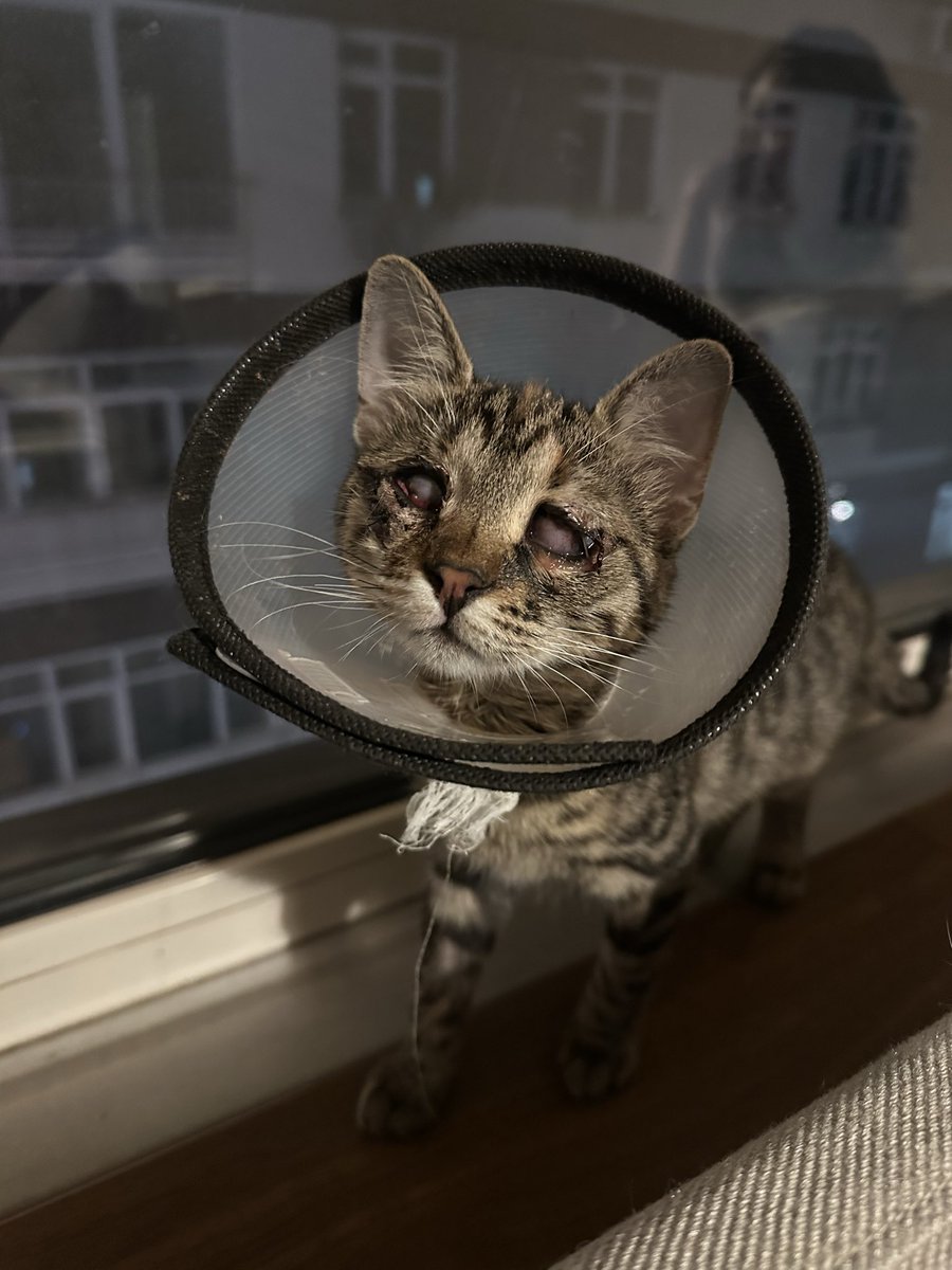 Onun güzelliği 🫶🏻
Toplam 3.100 TL destek geldi. Paylaşan herkese çok teşekkür ederim 🙏🏻 
Geriye 10.900 TL eksiğimiz kaldı..