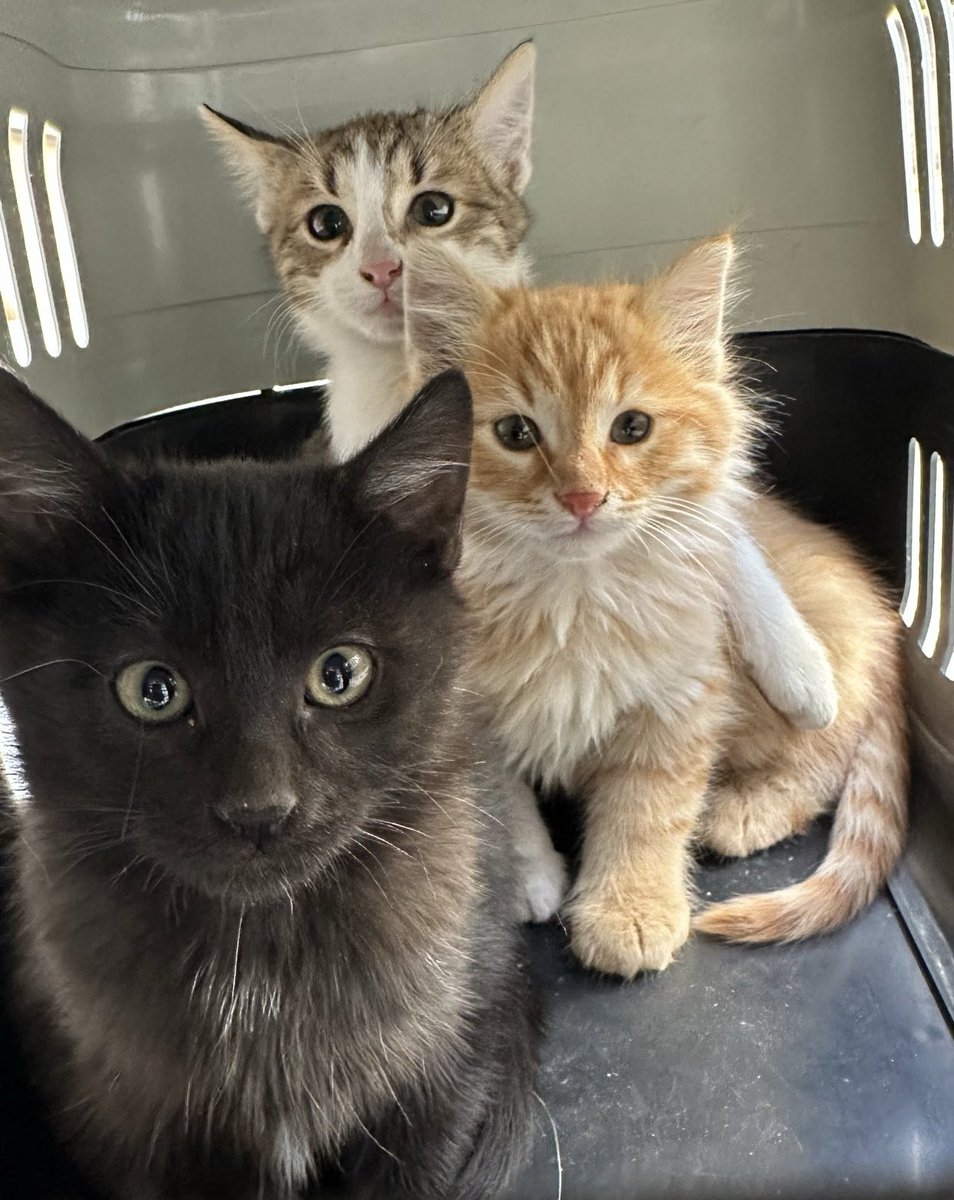 İlanı paylaşmadığınız için YARGILANDINIZ ! 

Ankara-Yuvaaaaa