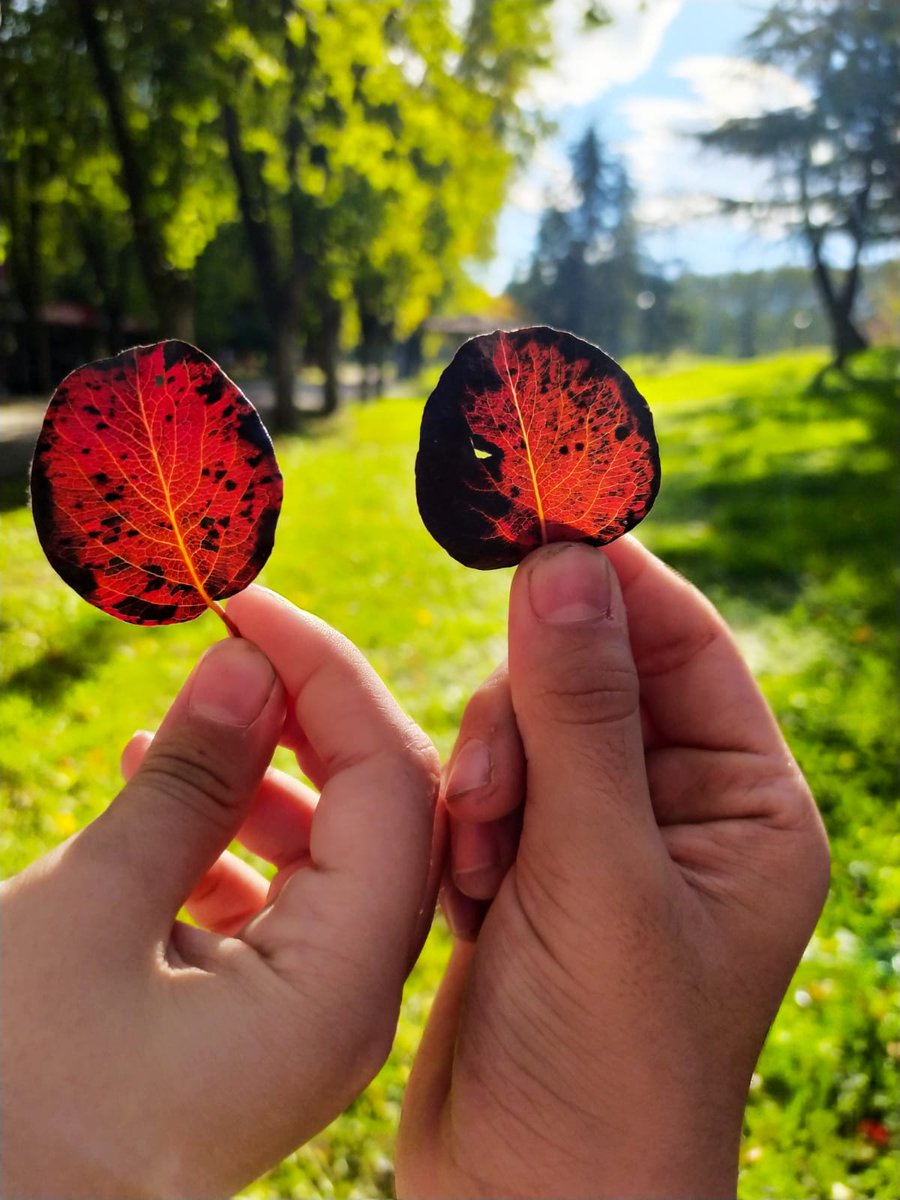 Çevre Koruma ve Ekoloji Kulübü olarak Botanik Park’ta keyifli bir tohum keşfi yolculuğuna çıktık! 🌱

<a href="/Osmangazi_MEM/">Osmangazi İlçe Milli Eğitim Müdürlüğü</a>
<a href="/bursailmem16/">Bursa İl Millî Eğitim Müdürlüğü</a>
<a href="/MetinSEZER_16/">Metin SEZER</a>
<a href="/drahmetisleyen/">Ahmet İşleyen</a>
<a href="/meb_dinogretimi/">MEB Din Öğretimi Genel Müdürlüğü</a>
<a href="/tcmeb/">Millî Eğitim Bakanlığı</a>