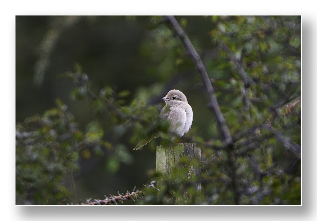 barnard_ian's tweet photo. The 1st win Isabelline Shrike sp from Woods Mill, West Sussex 26/10/25 https://t.co/dK8fuL4oFx