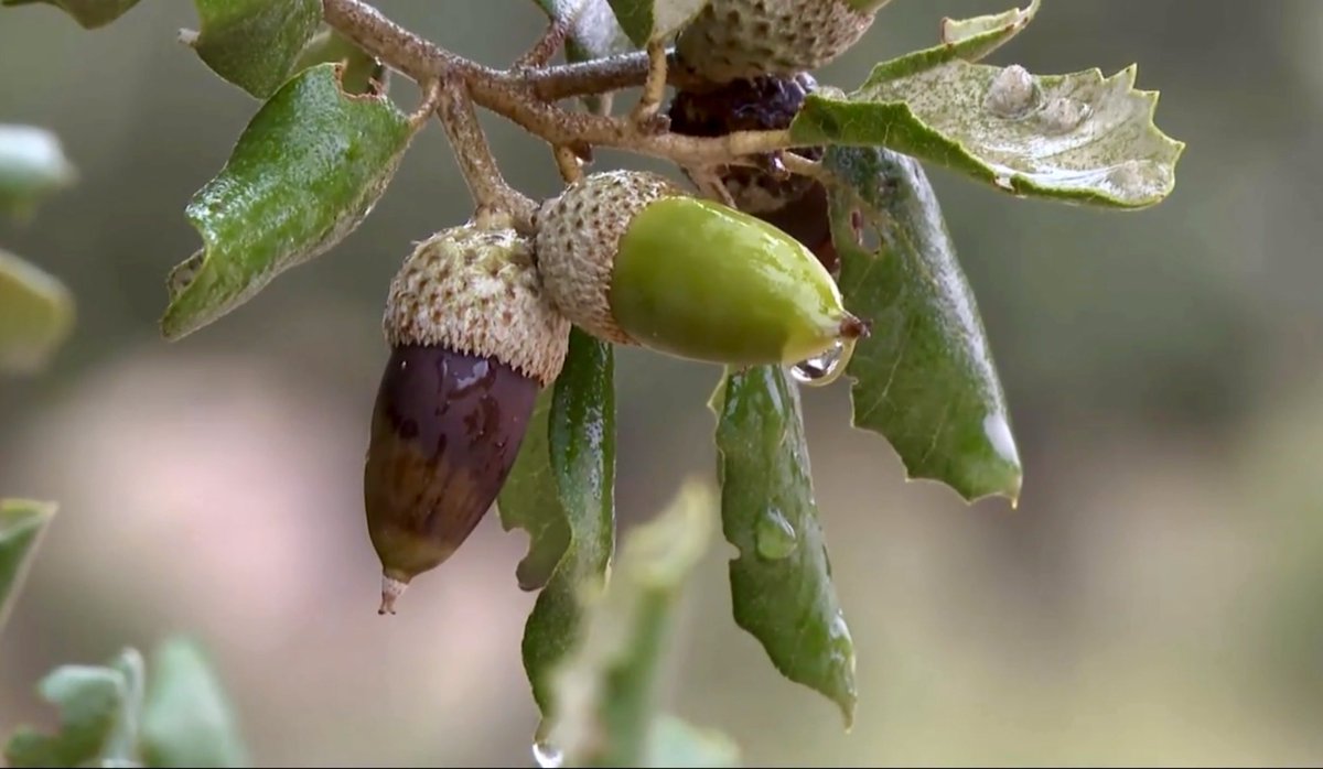 juananquerol's tweet image. Arriba el fred a #Morella
🎥
▸ apuntmedia.es/informatius/a-…