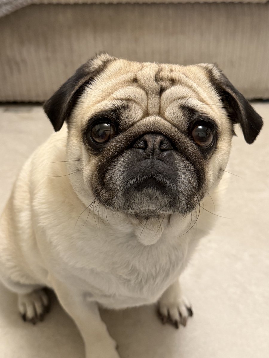 Oh_Alby's tweet image. The look of a pug whose stomach is sayings its 5.30pm and dinner time. And who doesn’t understand that the clocks went back so has an hour to wait😩

#clocks #gainanhour #pugs