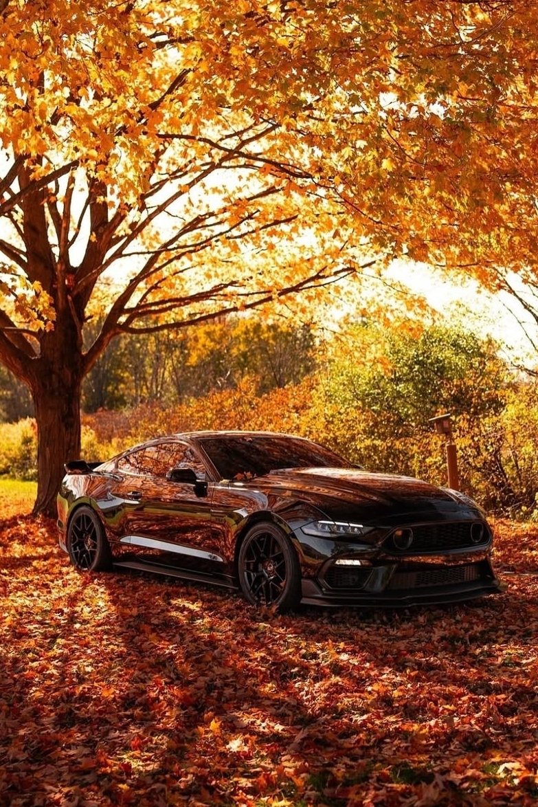 Mustang 🍁🍂