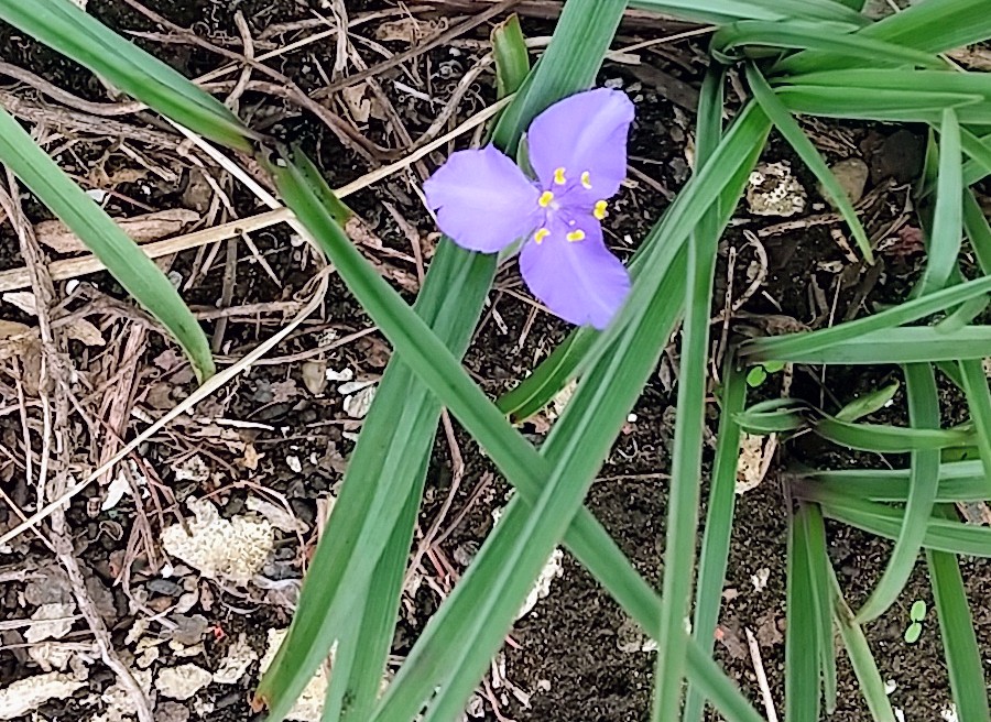 【P】⭐︎空⭐︎ やすー on X