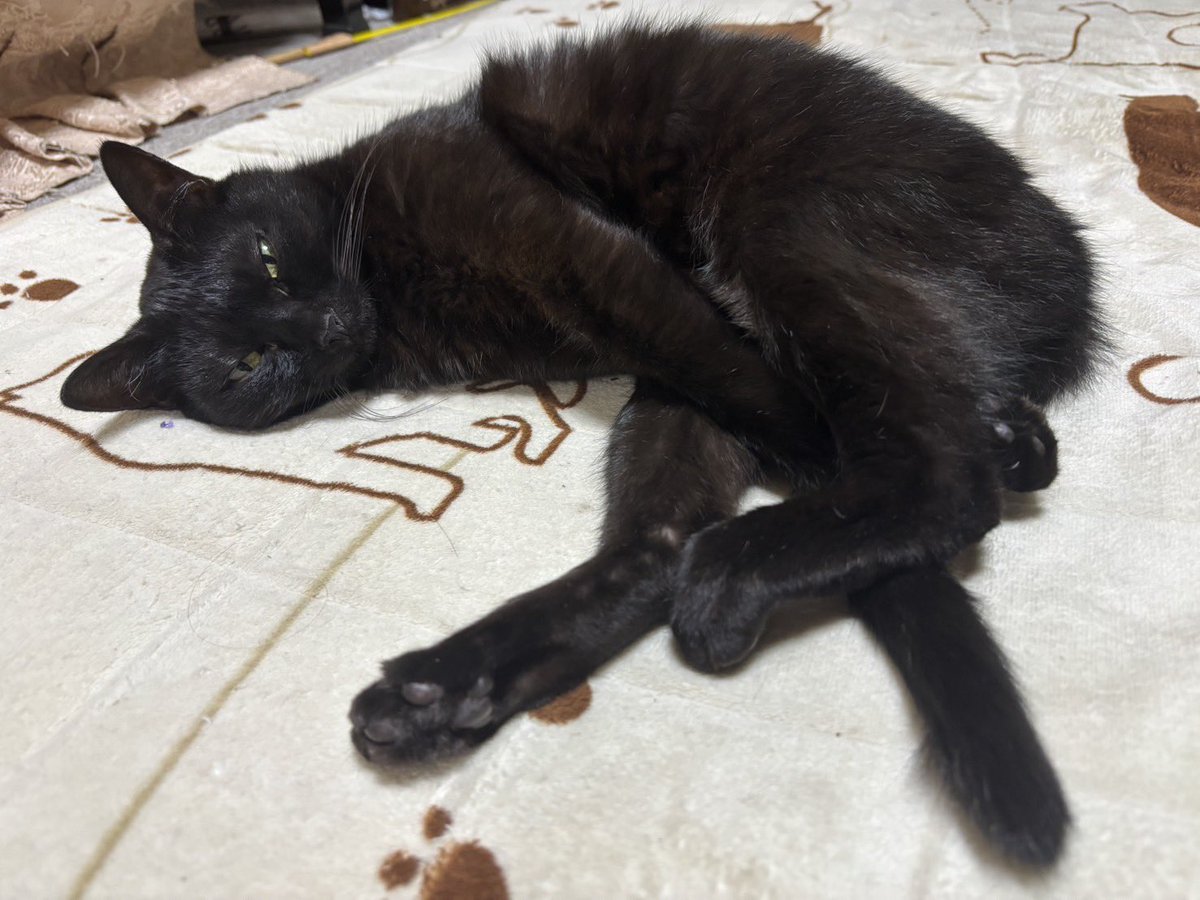 🐱おはようございますニャ✨

リラックスニャ〜🐾

#黒猫
#猫好きさんと繋がりたい
#猫のいる暮らし