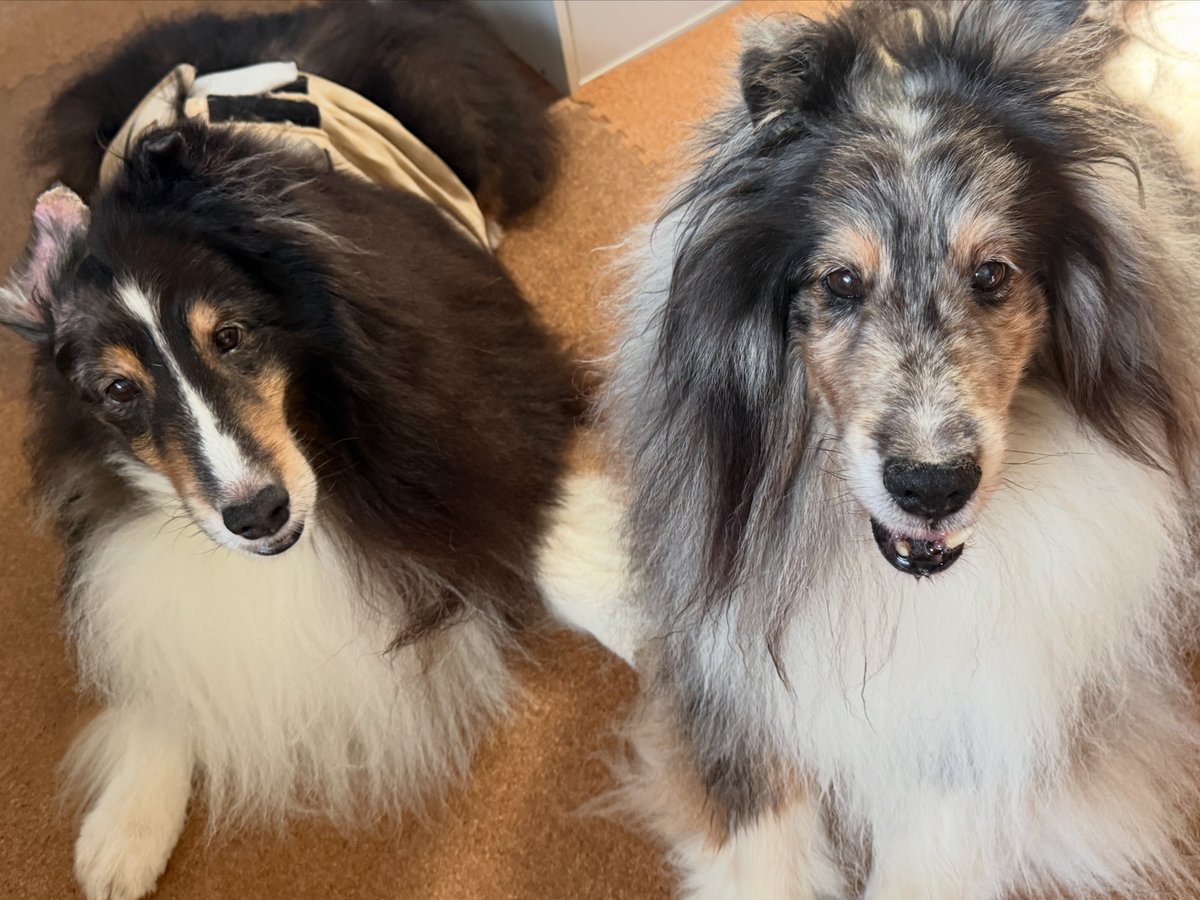 湘南の桃(シェルティの召使い) on X