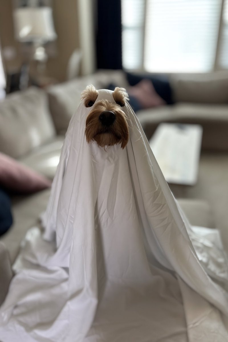 Rich Markley πΎπ₯π΅ββοΈππβ‘οΈ (@richard_markley) on Twitter photo This was more effort than it should have been π. But Bram says βbooβ. This was more effort than it should have been π. But Bram says βbooβ.
