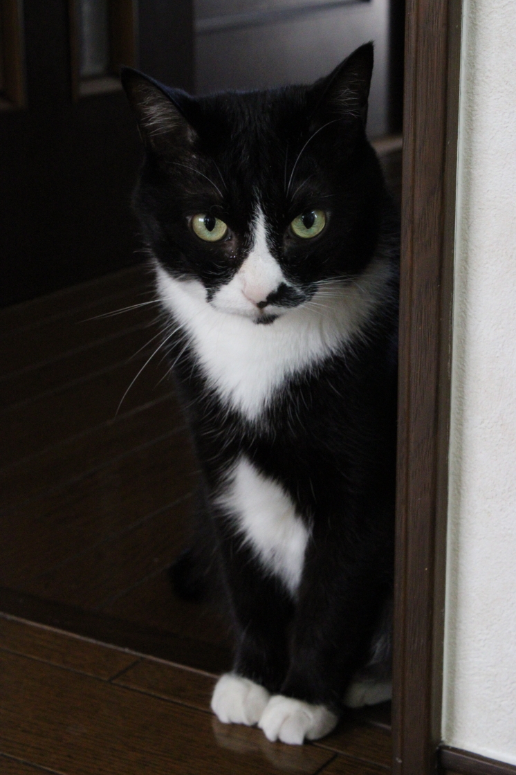 ⭐️ Chii☆です Never mind the XU / Chikashitsu+｜【FANCY X DUSTY】DEVIL