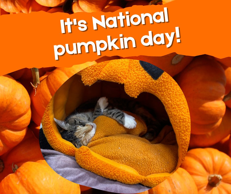 BlindCatRescue's tweet photo. Happy National Pumpkin Day! 🎃 Did you know a little plain, cooked pumpkin can be a healthy, fiber-rich treat for your cat? Remember, just a teaspoon and no spices or sugar! Always check with your vet first. #CatTips #PumpkinForPets https://t.co/tYgifyi38e