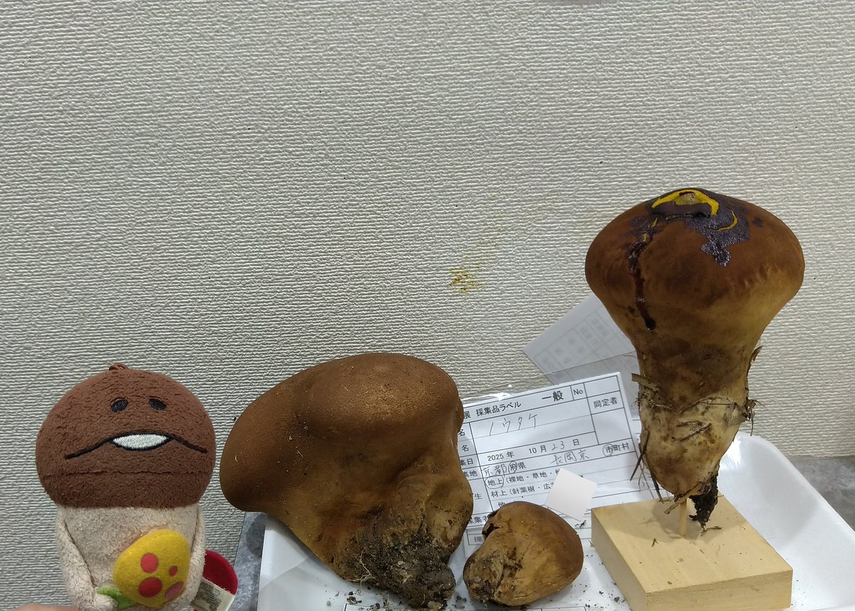 ゆきのこページ non on X