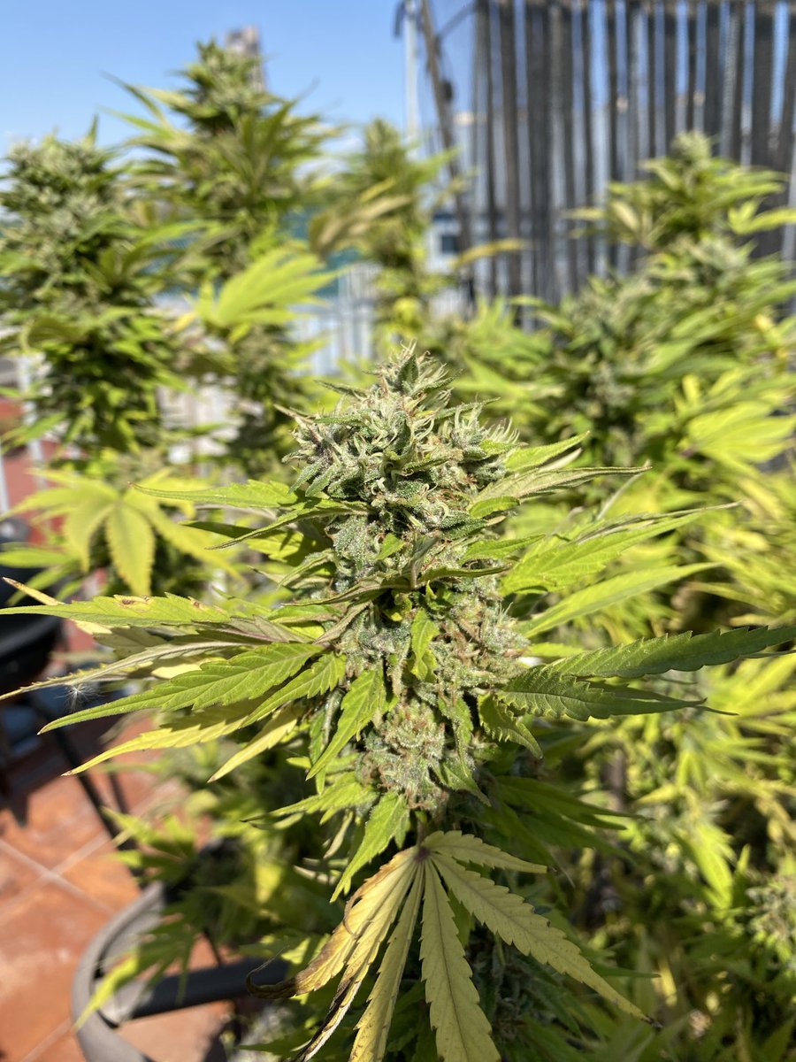 EducannaOnline's tweet photo. 12 semanas de floración y esta planta se niega a morir 🍁 Ya casi todas las hojas amarillas, pero los tricomas aún piden unos días más.
Último tramo antes de la cosecha. https://t.co/tnMipAuxim