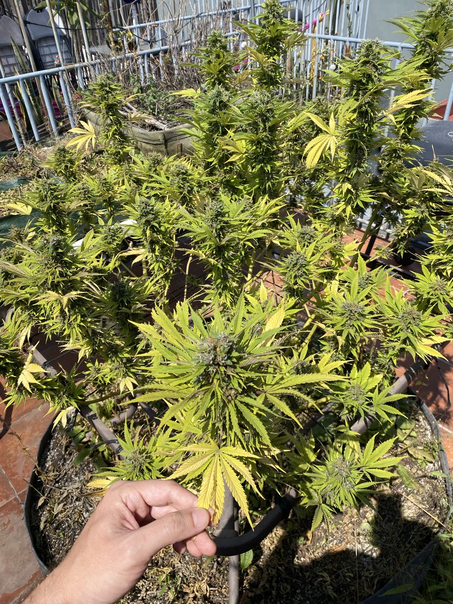 EducannaOnline's tweet photo. 12 semanas de floración y esta planta se niega a morir 🍁 Ya casi todas las hojas amarillas, pero los tricomas aún piden unos días más.
Último tramo antes de la cosecha. https://t.co/tnMipAuxim