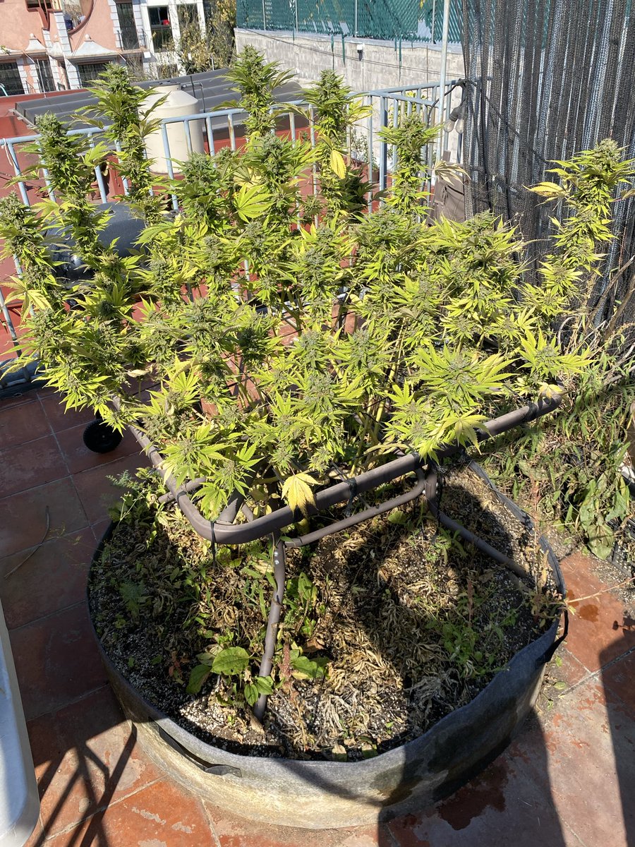 EducannaOnline's tweet photo. 12 semanas de floración y esta planta se niega a morir 🍁 Ya casi todas las hojas amarillas, pero los tricomas aún piden unos días más.
Último tramo antes de la cosecha. https://t.co/tnMipAuxim