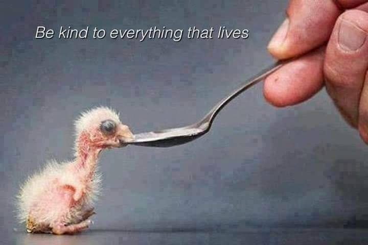 MarieJB18's tweet photo. If I leave this world with only kindness as my legacy, it will be enough. - L.R. Knost   💞🕊️ https://t.co/VEICOtFF9T
