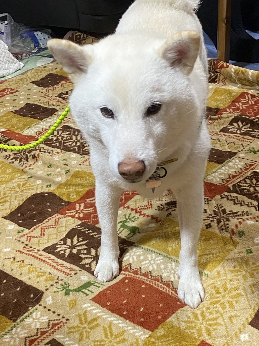 とのチャンママ様おまとめ 負けたぜこの犬どもめ」／TVアニメ『#ゆるキャン△ 』第9話より