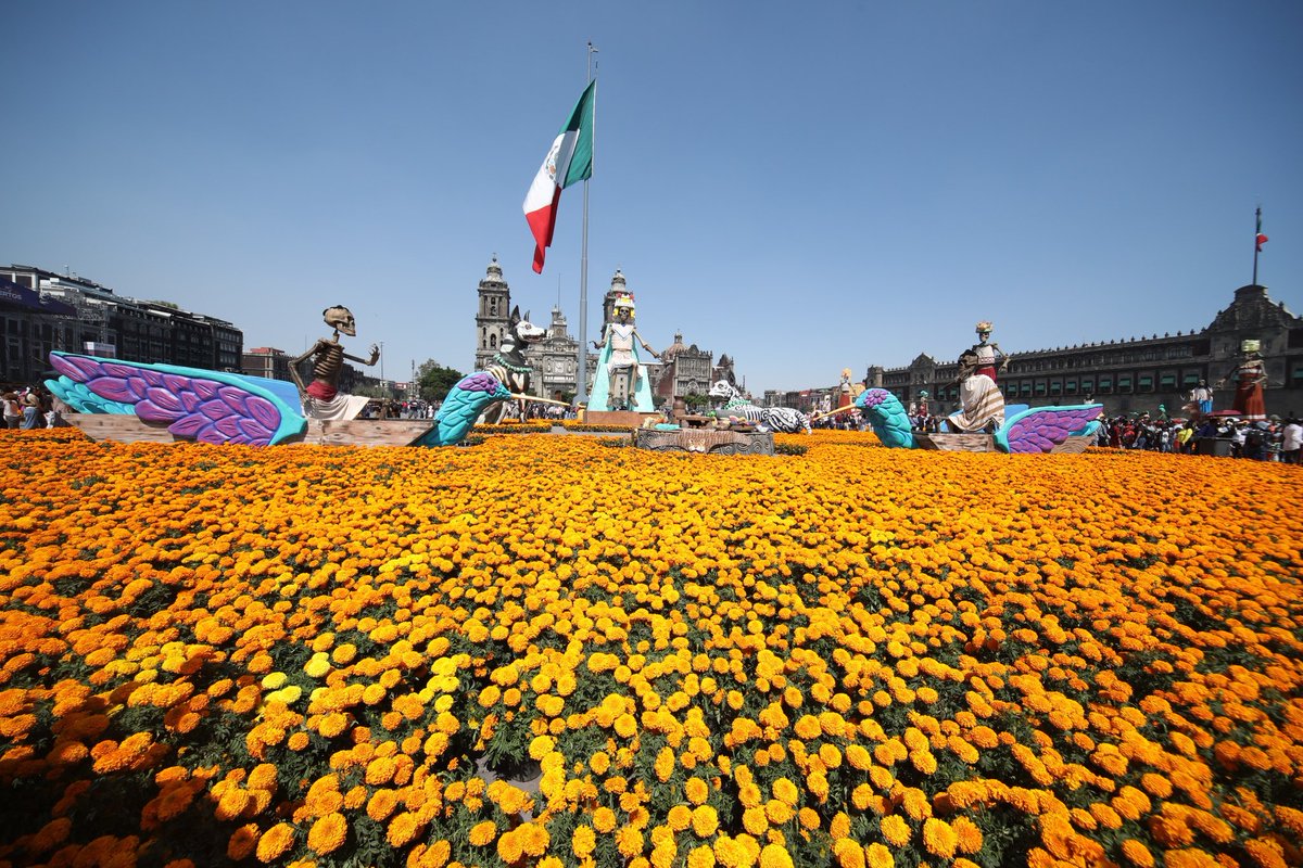 ClaraBrugadaM's tweet photo. Bajo el cielo de Tenochtitlan, honramos a nuestros muertos para seguir celebrando la vida.

Inauguramos la Ofrenda Monumental del Día de Muertos 2025 en el corazón del Zócalo con un tributo a Tonantzin, a las diosas creadoras y a los pueblos que dan vida a nuestra historia. 

12 mujeres de distintas culturas mesoamericanas y más de 100 mil flores de cempasúchil de Xochimilco y Tláhuac llenan este espacio de color, memoria y amor.

Aquí, donde nació nuestra nación, celebramos la herencia de nuestros antepasados y el orgullo de ser la #CapitalDeLaTransformación.
