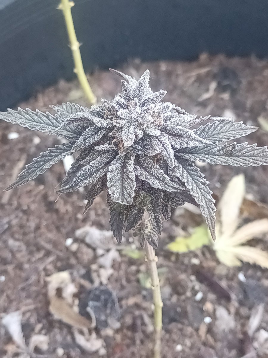 My state only allows you to grow 4 plants per household and have 7 grams of flower or less in your possession at any given time. After I harvest these 4 I wonder if I'll be over my flower weight limit?🤨 And btw these are cherry pie x big bud seedlings