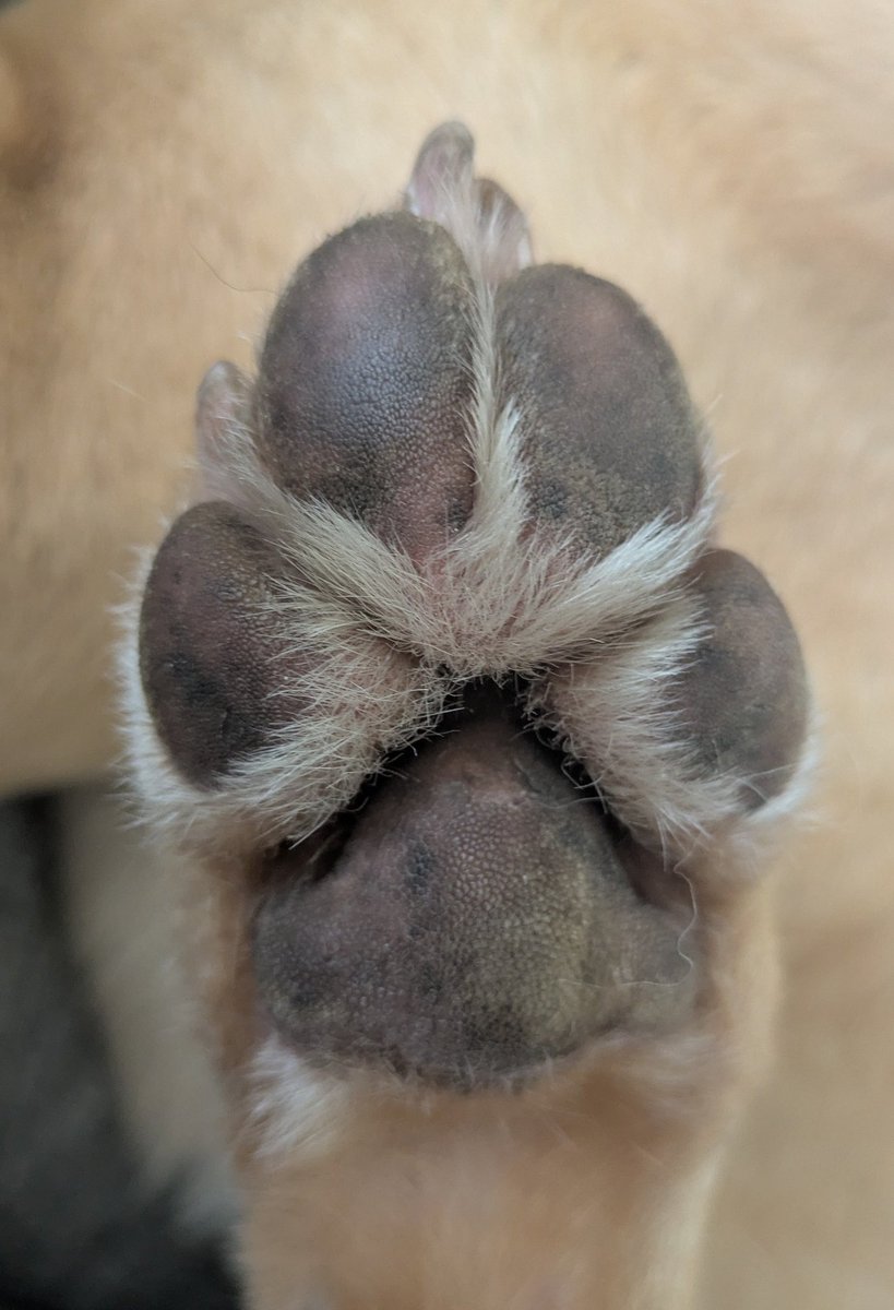Bracket 🧡 $DOG (@bracket333) on Twitter photo Can I get a high five from all the $dog holders! Can I get a high five from all the $dog holders!