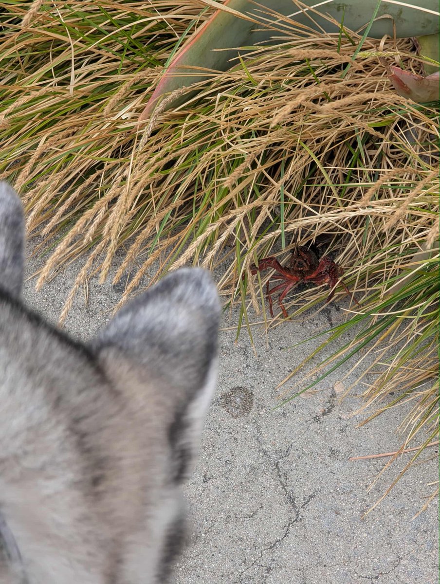 Tip Toe Thru the Tulips With Meat🌷 tweet media