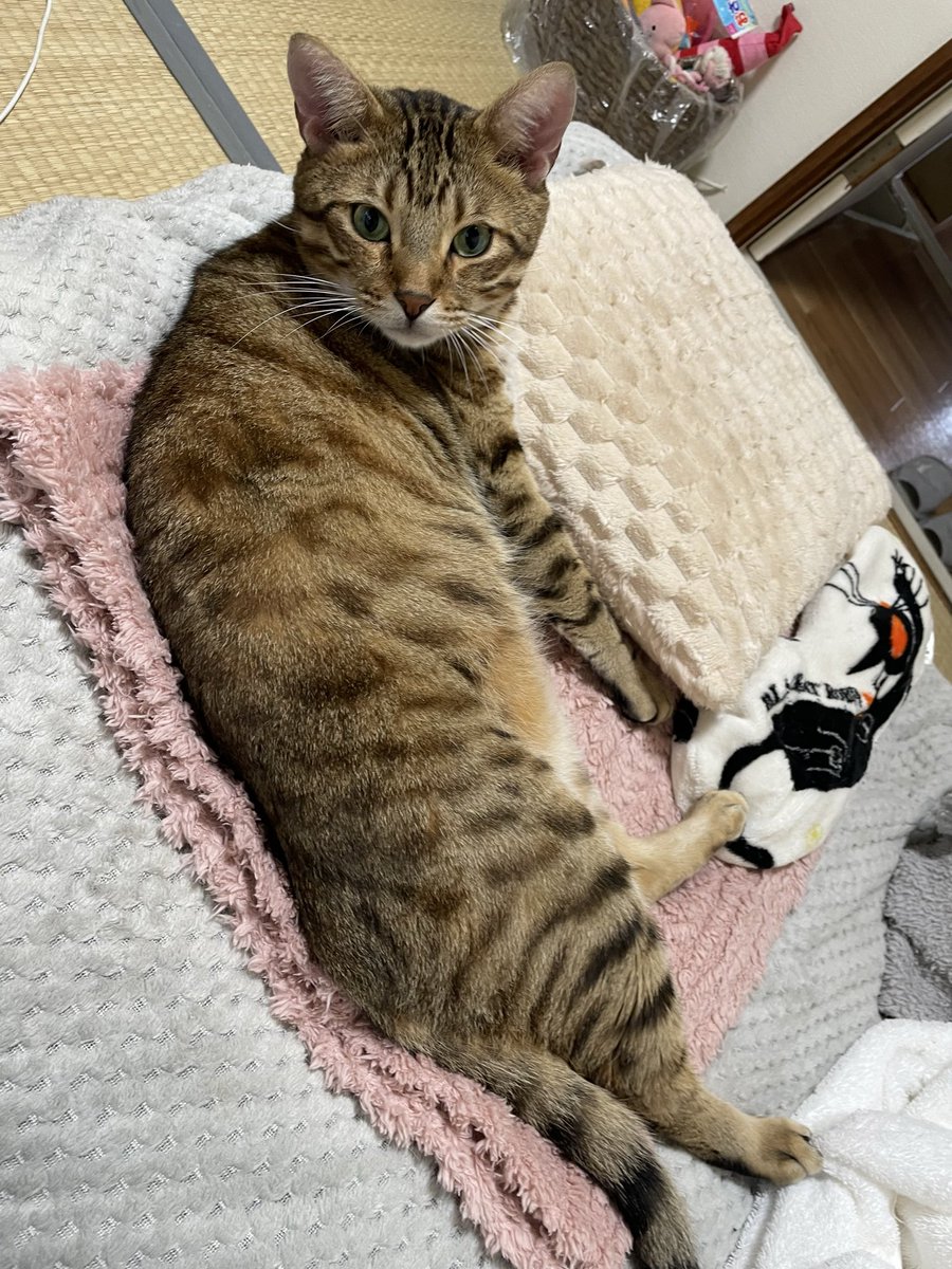 おはようございます😊

10月最後の月曜日✨
今日もにわか雨に注意だそう…🌂
ﾊﾛｳｨﾝへのｶｳﾝﾄﾀﾞｳﾝも
始まってますね🎃👿👻

寒いからｸｯｼｮﾝの下におてて入れて
温めてるﾆｬﾝ😼🐾

✨今日も良い日になりますように✨

⭐︎テディベアズ・デー🧸
⭐︎世界視聴覚遺産デー
⭐︎読書の日📕