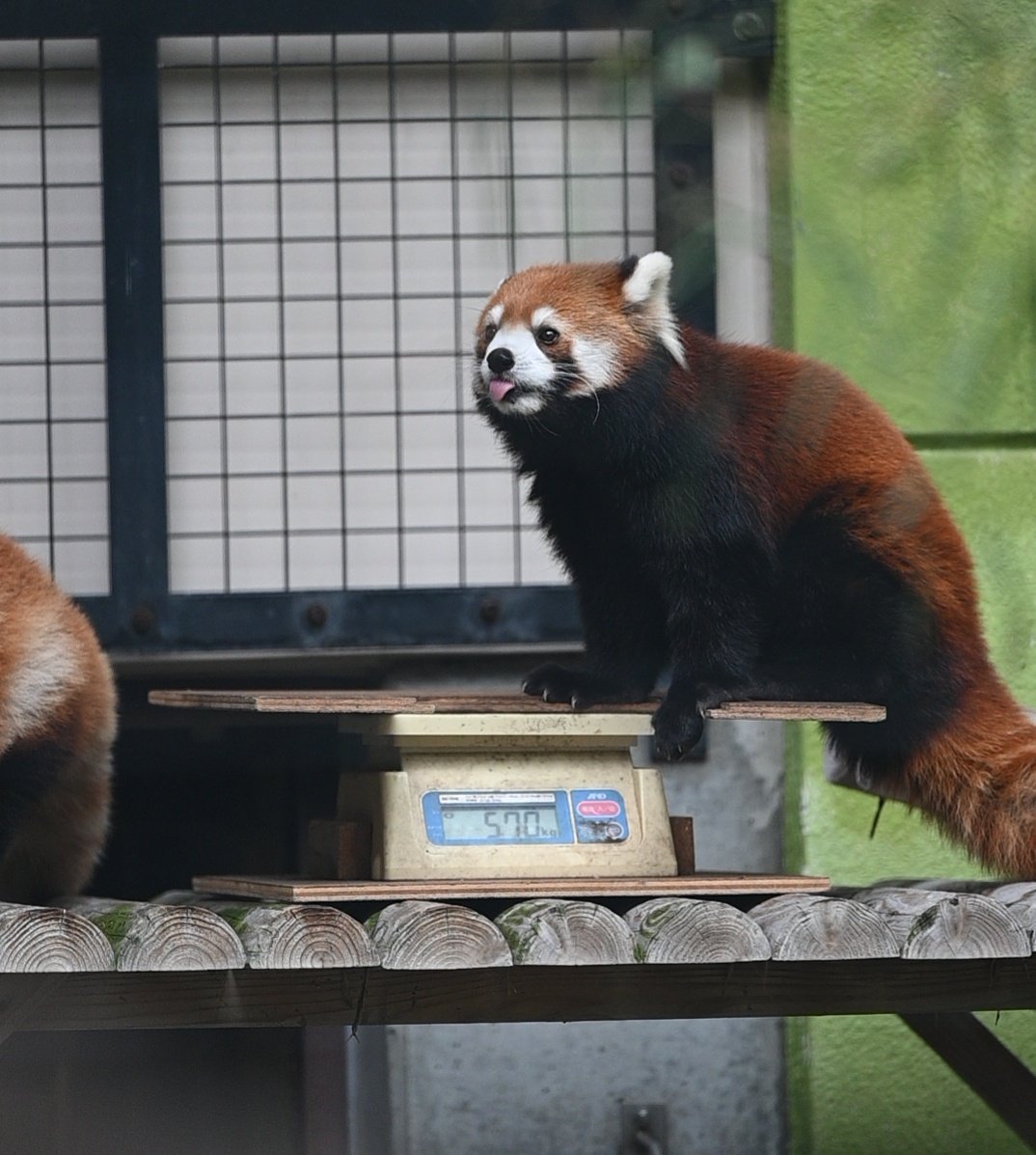 コーンパンページ Tyson Without Giblets Premium Cornish Hen - 48 Ounce - Brookshire's