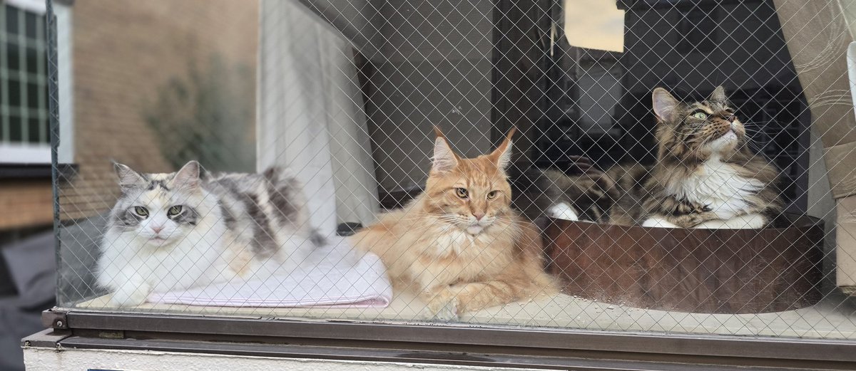 Hell死😇山本 (@pokopocochi) / Posts / X