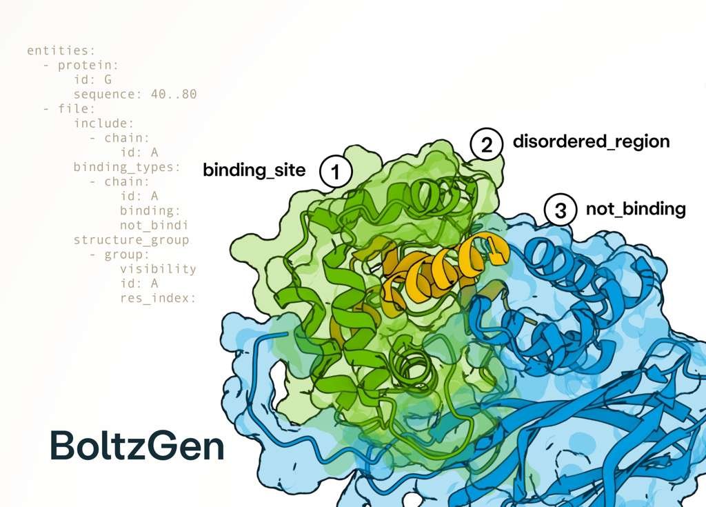 HannesStaerk's tweet image. Excited to release BoltzGen which brings SOTA folding performance to binder design! The best part of this project has been collaborating with many leading biologists who tested BoltzGen at an unprecedented scale, showing success on many novel targets and pushing its limits! 🧵..