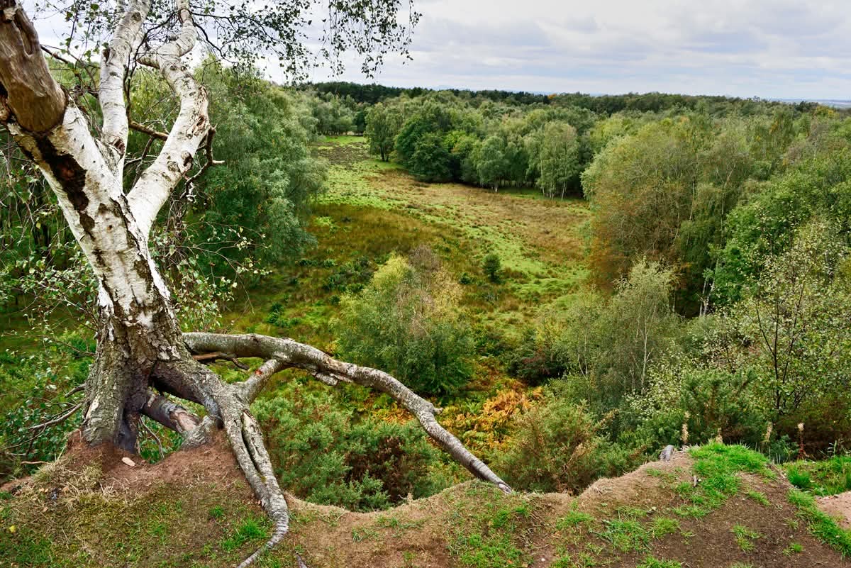 Living life on the edge. A precariously perched Birch at Old Brocton Quarry, #Cannock Chase, 5th October 2025. #cannockchase #staffordshire #Brocton #broctonquarry #oldbroctonquarry
