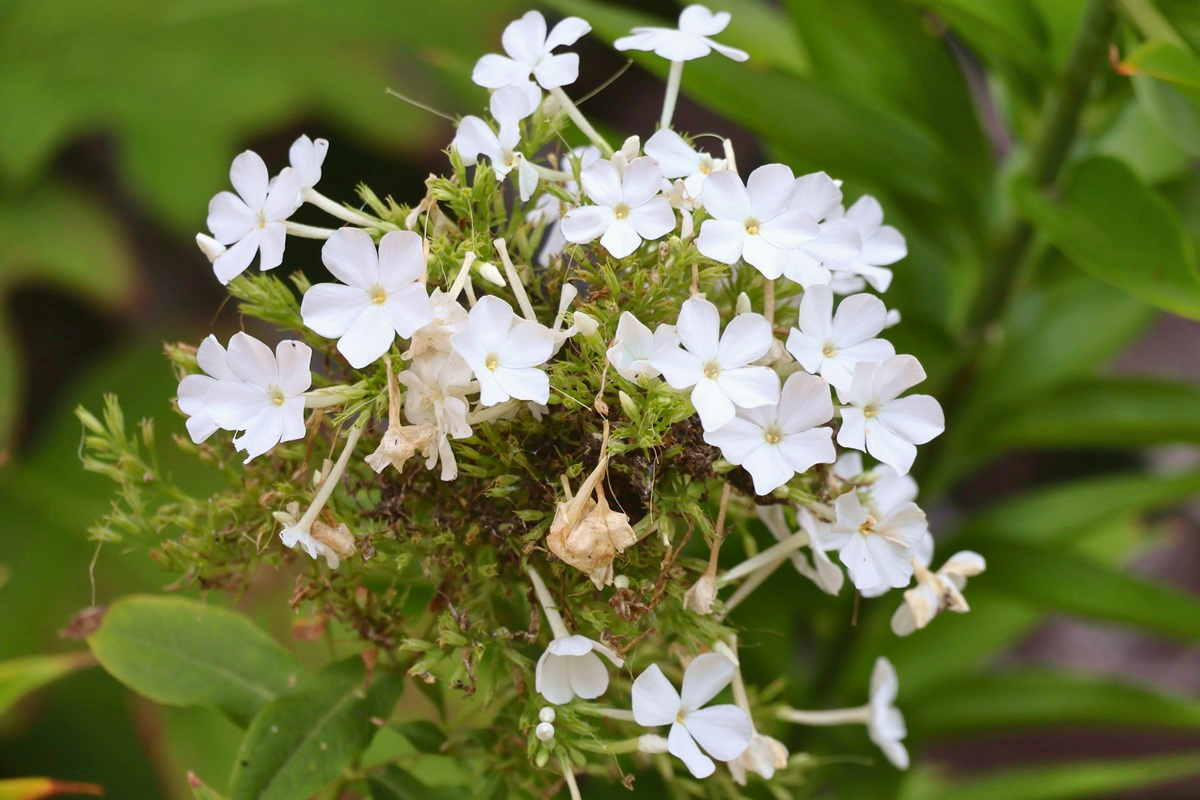 あっきー•*¨*•.¸♬︎ Buy Adidas ZX 8000 'Aqua' 1988 - ZX80001988 | GOAT