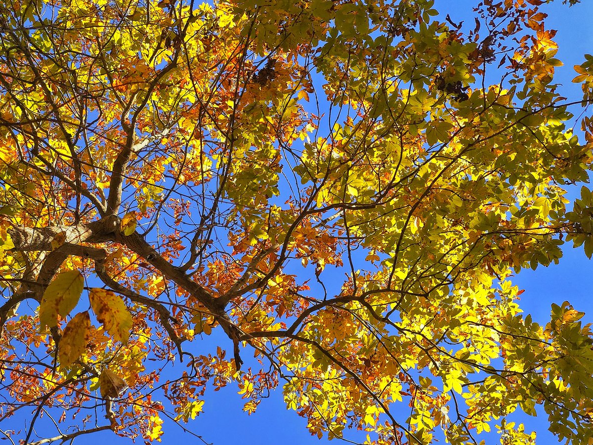 LKHARMS2001's tweet photo. #fallphotography
My favorite time of the year! https://t.co/KijOmCSyi2
