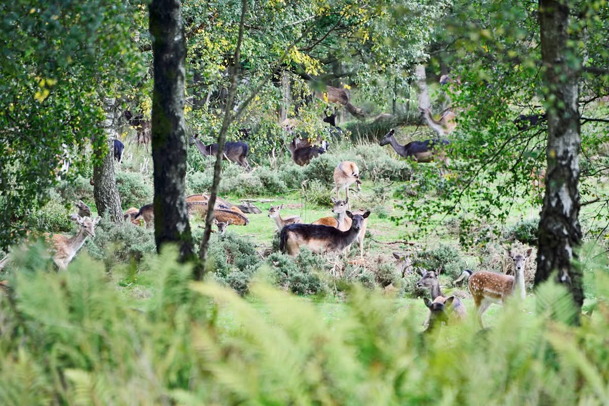 Forest Gathering. Fallow Deer at Old Brocton Quarry, Cannock Chase, 5th October 2025. #cannockchase #staffordshire #Brocton #broctonquarry #oldbroctonquarry