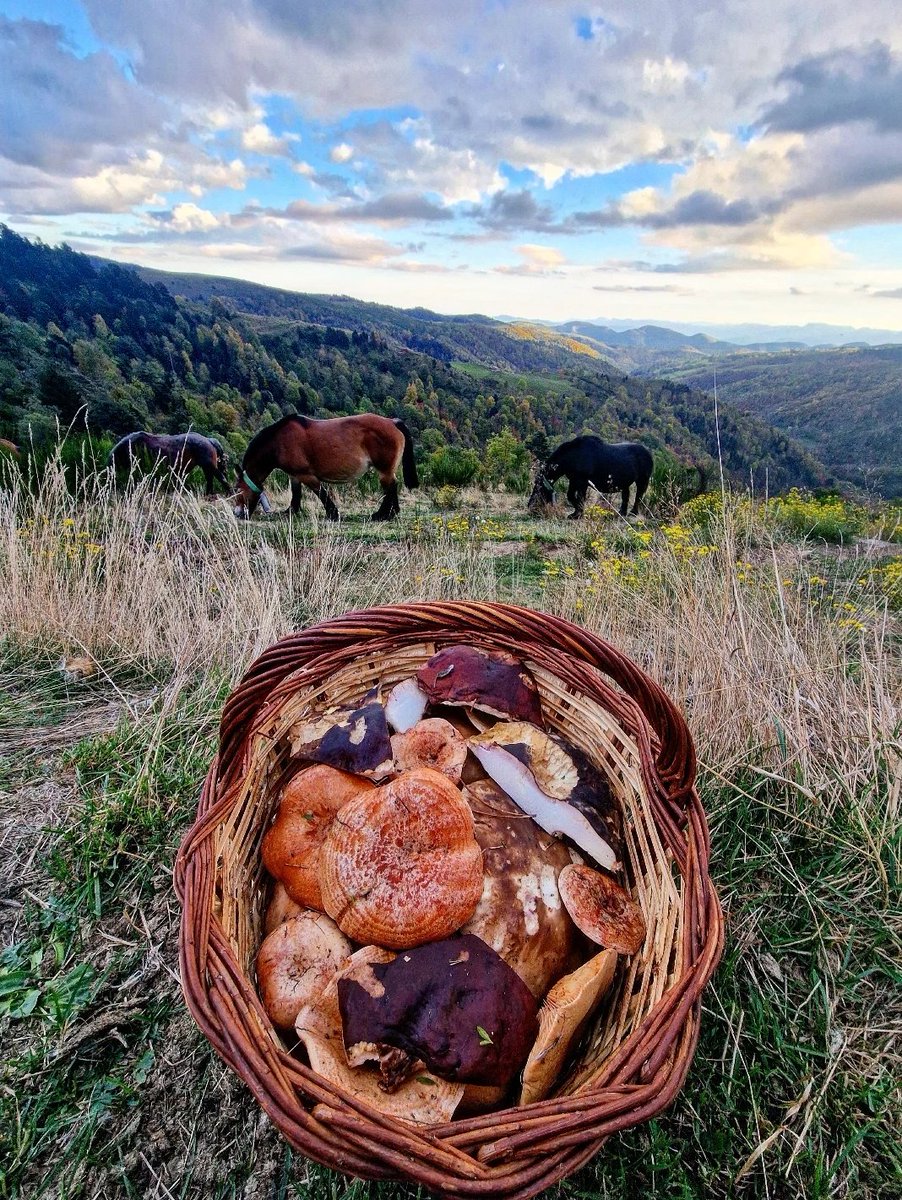 ricardrigall's tweet photo. Capvespres de tardor. #bolets #tardor2025 https://t.co/BFcBbWftIs