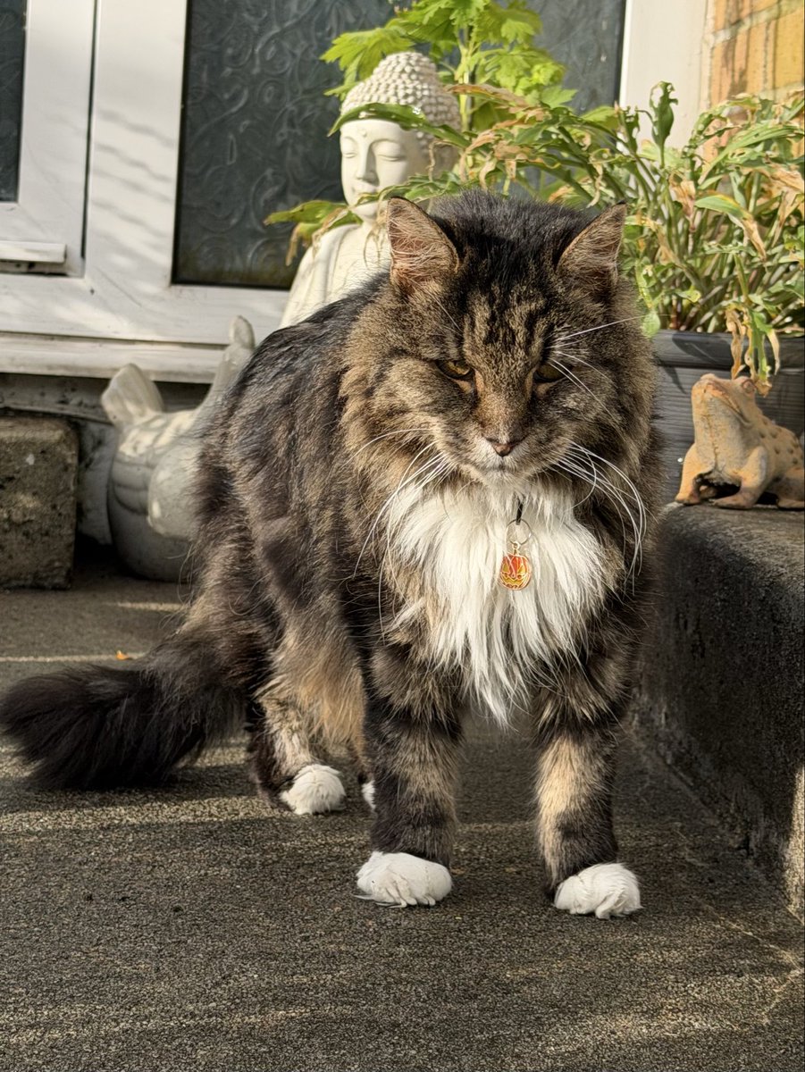 My sweet little Oliver Munchkins out in the sunshine today though not looking particularly happy about having his picture taken ♥️