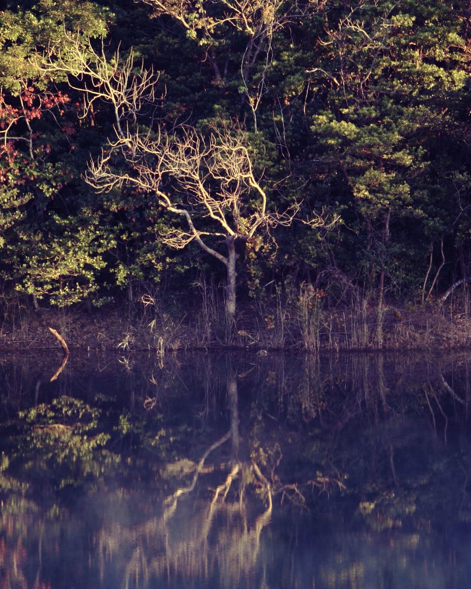 PhotoYamakawa's tweet image. Re-establishing creative work for mental recovery
#Photography #NaturePhotography #ArtPhotography #NFTPhotography #FineArtPhotography #DisabilityAwareness #DisabledArtist