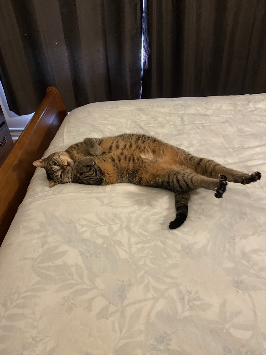 RitaQ62's tweet photo. @PickliciousF 🇨🇦Stella says yes #BreakTheInternet https://t.co/4UJM1IYL7E