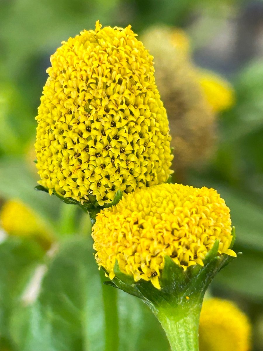 ✴︎✴︎待望の新作❣️❣️★フラーレンヒーリング★✴︎✴︎オーラ診断&フラーレン付✴︎✴︎ フラーレンヒーリング【初回お試しキャンペーン価格