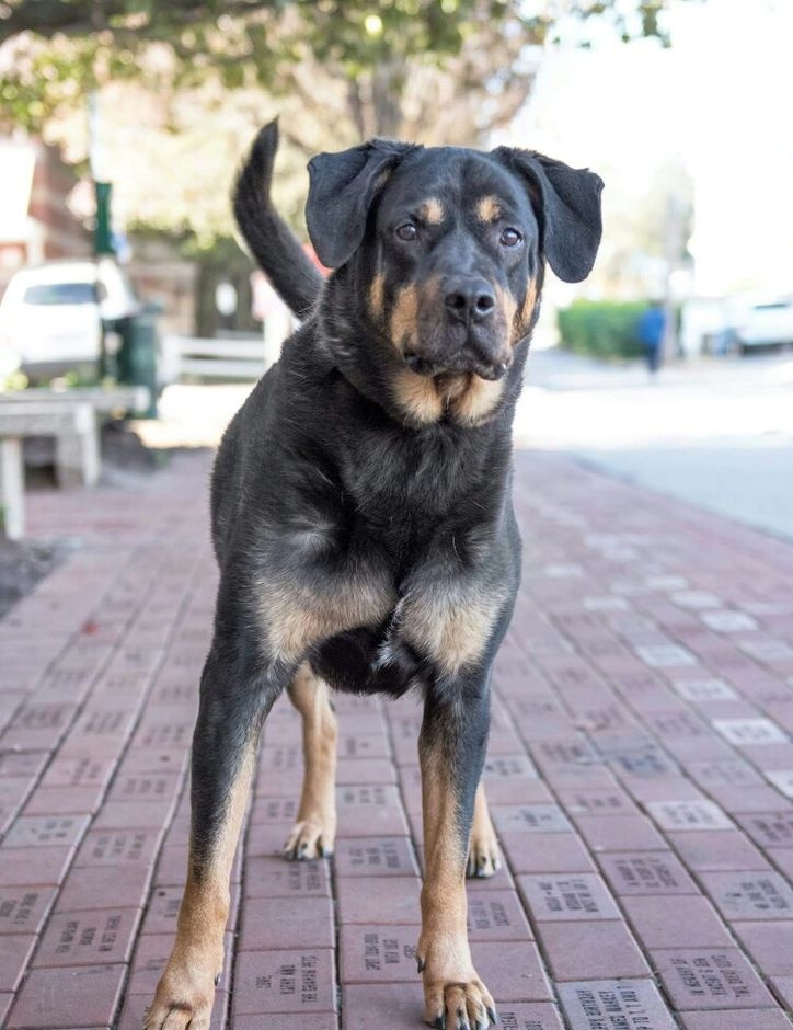 Her köpek,ırkına bakılmaksızın bireysel bir varlıktır. Sevgi,doğru eğitim ve sosyalleşmeyle en güçlü ırklar bile sadık ve şefkatli dostlar olabilir.Bir canlıyı, doğuştan gelen özelliğinden dolayı tehlikeli ilan etmek yerine, ona adil bir şans tanımalı.!
#YasaklıKatliamıYapma