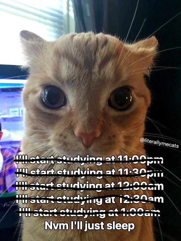 LiterallyMeCats tweet media