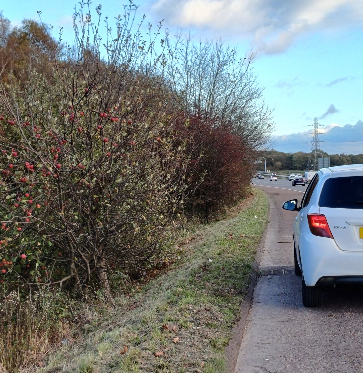 We didn't think this needed to be pointed out, however, picking apples from a tree is not a legitimate reason to stop on the hard shoulder of a #motorway. You can only stop on the hard shoulder in an emergency! Driver #reported.
