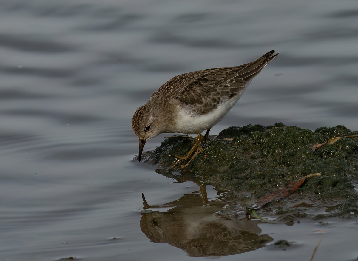 Very lucky that the Temminck's Stint flew very close to the Rushy hide for 30 seconds today. Thanks to the Snipe that flushed it from the island 😊
