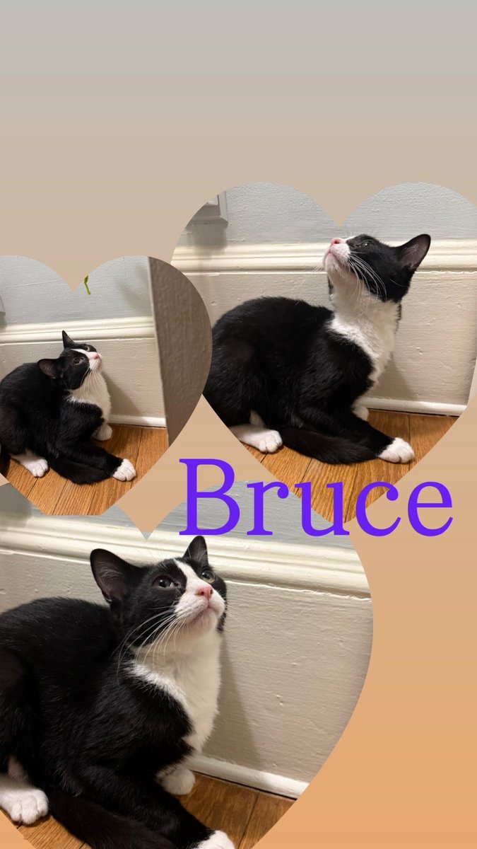 Bruce is a five month old male kitten! 

Bruce has a shy and gentle nature at first, then his personality really blooms once he gets more comfortable.

📍 PetSuppliesPlus - Hazlet, NJ

#adoptme #RescueRidge