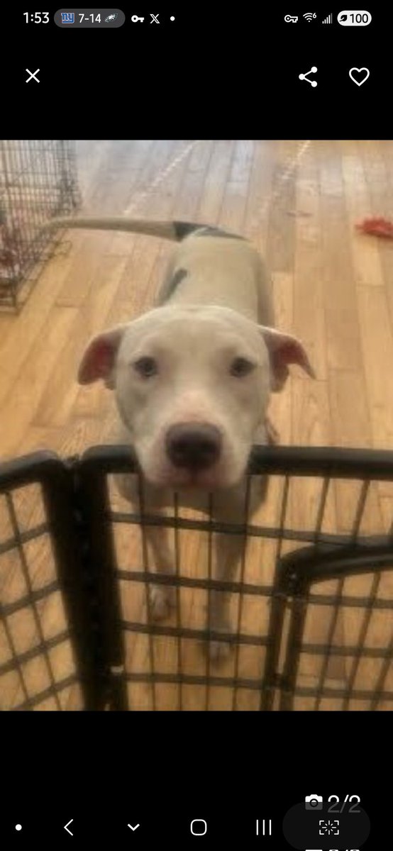 💔Glo💔
#NYCACC #237220 1y
▪️To Be Killed: 10/28💉 
#RescueOnly

Precious sweetie's💔, listed after 7 days!
Grieving, shut down, fearful!
Prev owner  describes as social, terrified here of course!
Leash biting, struggling.
Who cld blame this beautiful baby puppy!
Needs loving,