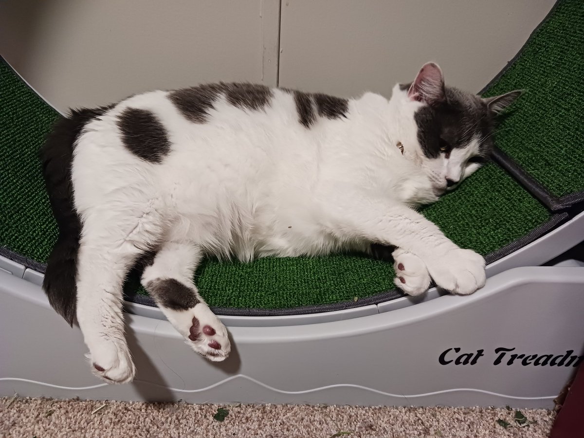 egglinsbest's tweet image. no walk only nap