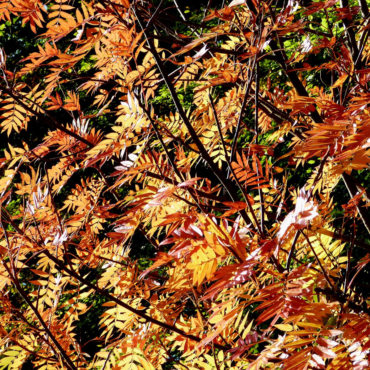 Loving the #AutumnColours <a href="/RamsterGarden/">Ramster Garden and teahouse</a> 
#SundayMorningStroll 
#Gardens #Trees #Leaves