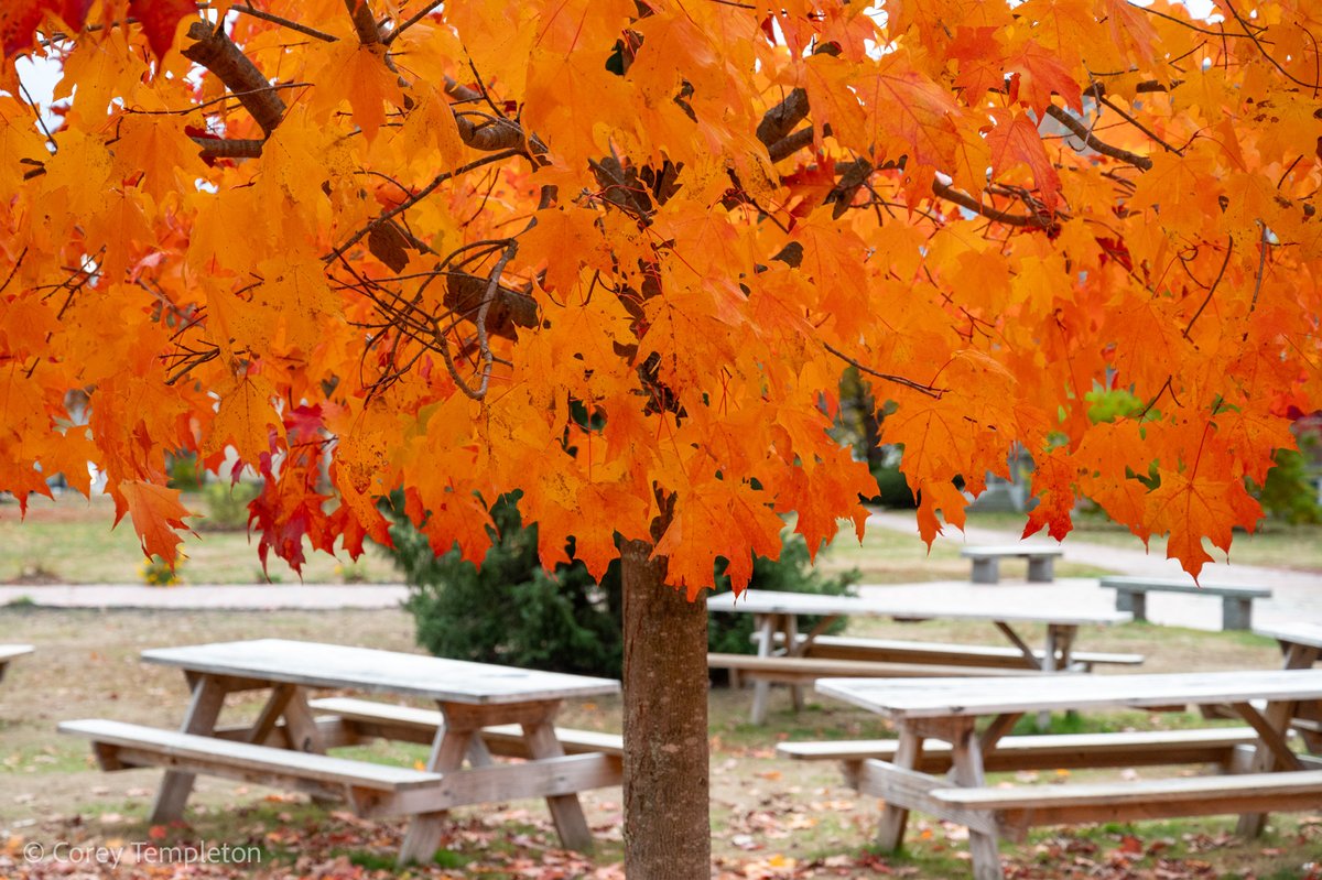 Corey Templeton tweet media