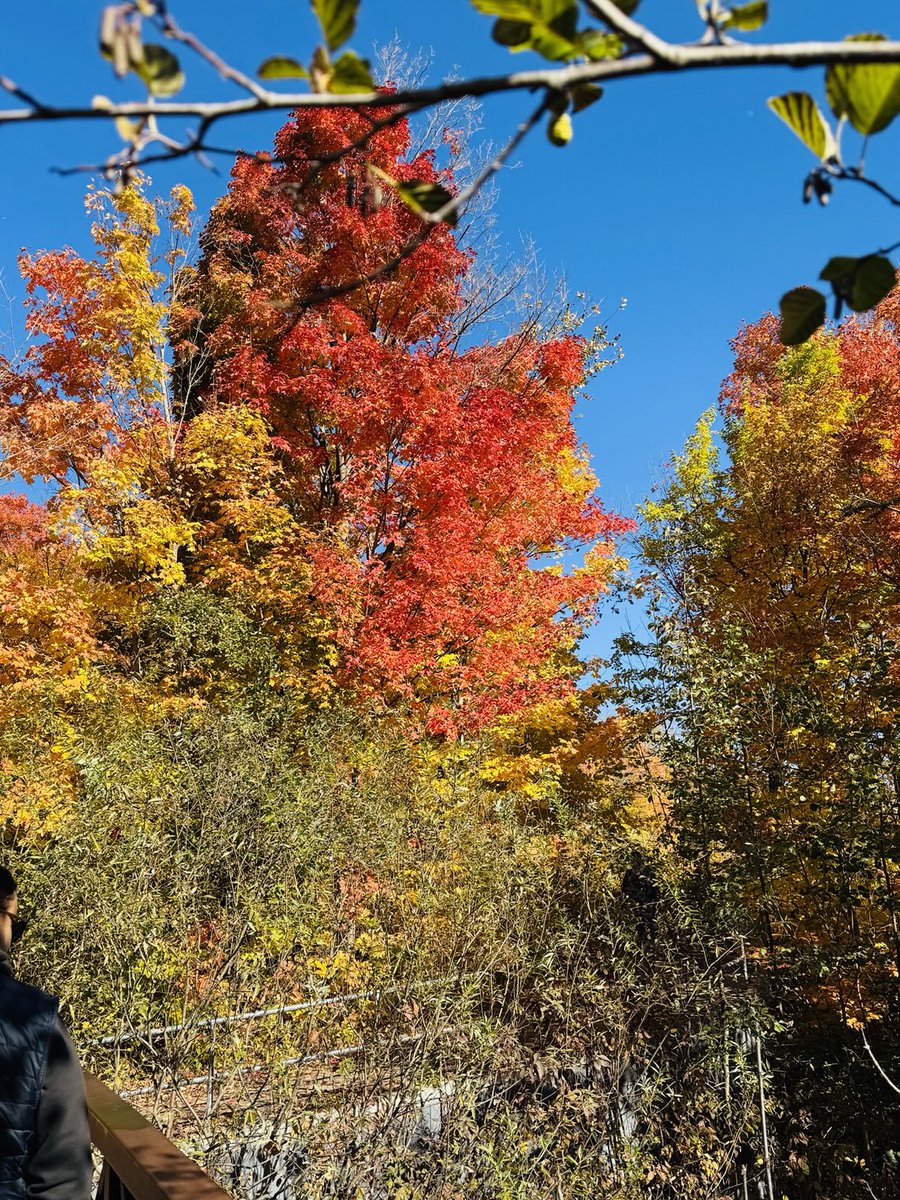 bakhtiarh's tweet image. #FallColors absolute breathtaking!!