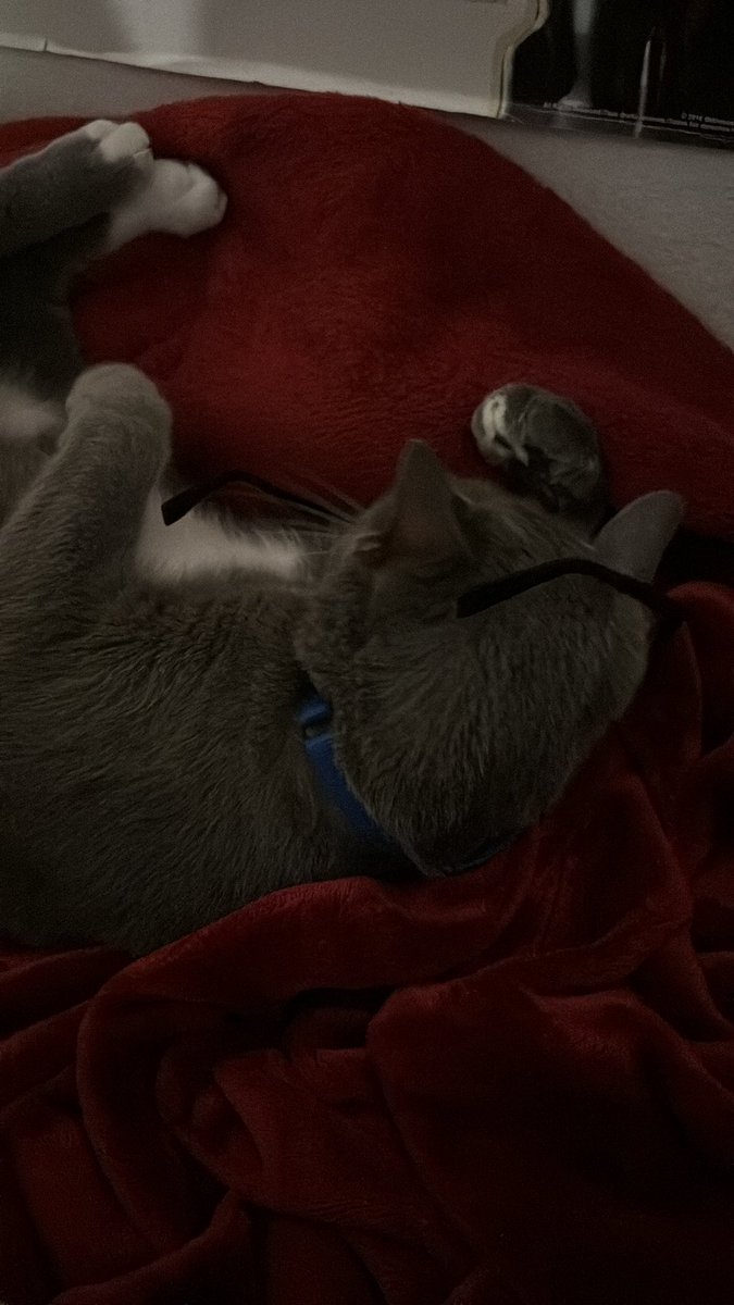 CAT STOLE MY GLASSES